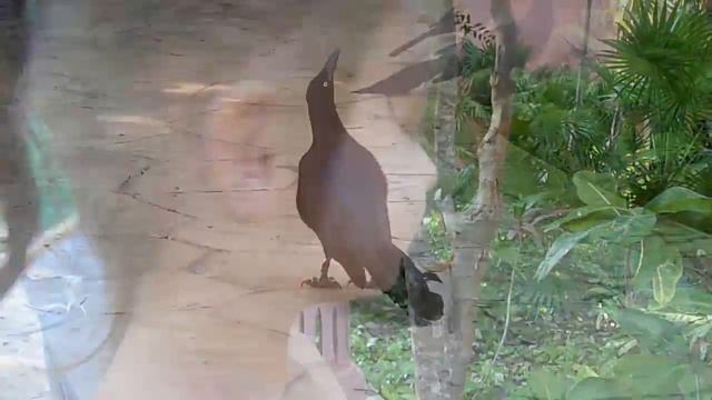 Mexican vacation, Rivera Maya - Iberostar Quetzal Tucan. смотреть онлайн