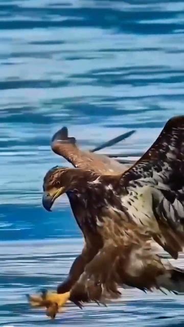 Чтоб летать с орлами, не паситесь с индюками. смотреть онлайн