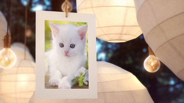 Наши милые мордашки - 4 часть