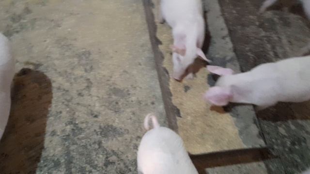 17.03.2025 Поросята