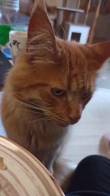 Пуша хочет мою курочку😁 Психолог Марина Линдхолм