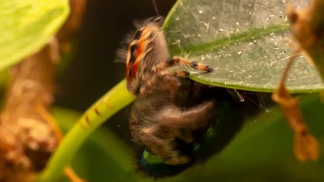 Phidippus adumbratus stalking a greenbottle смотреть онлайн