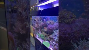 Как правильно адаптировать новых рыбок к аквариуму. Капельный метод.