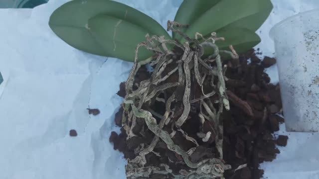 РАЗОЧАРОВАНИЕ. ОРХИДЕЯ из ПОСЫЛКИ. ЧАСТЬ 2 #фаленопсис #орхидея #посылка #корни #гнильнаорхидеях смотреть онлайн