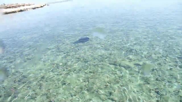 Intercontinental the Palace house reef Port Ghalib 2014 смотреть онлайн