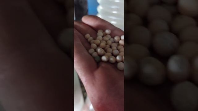 горох Белово смотреть онлайн
