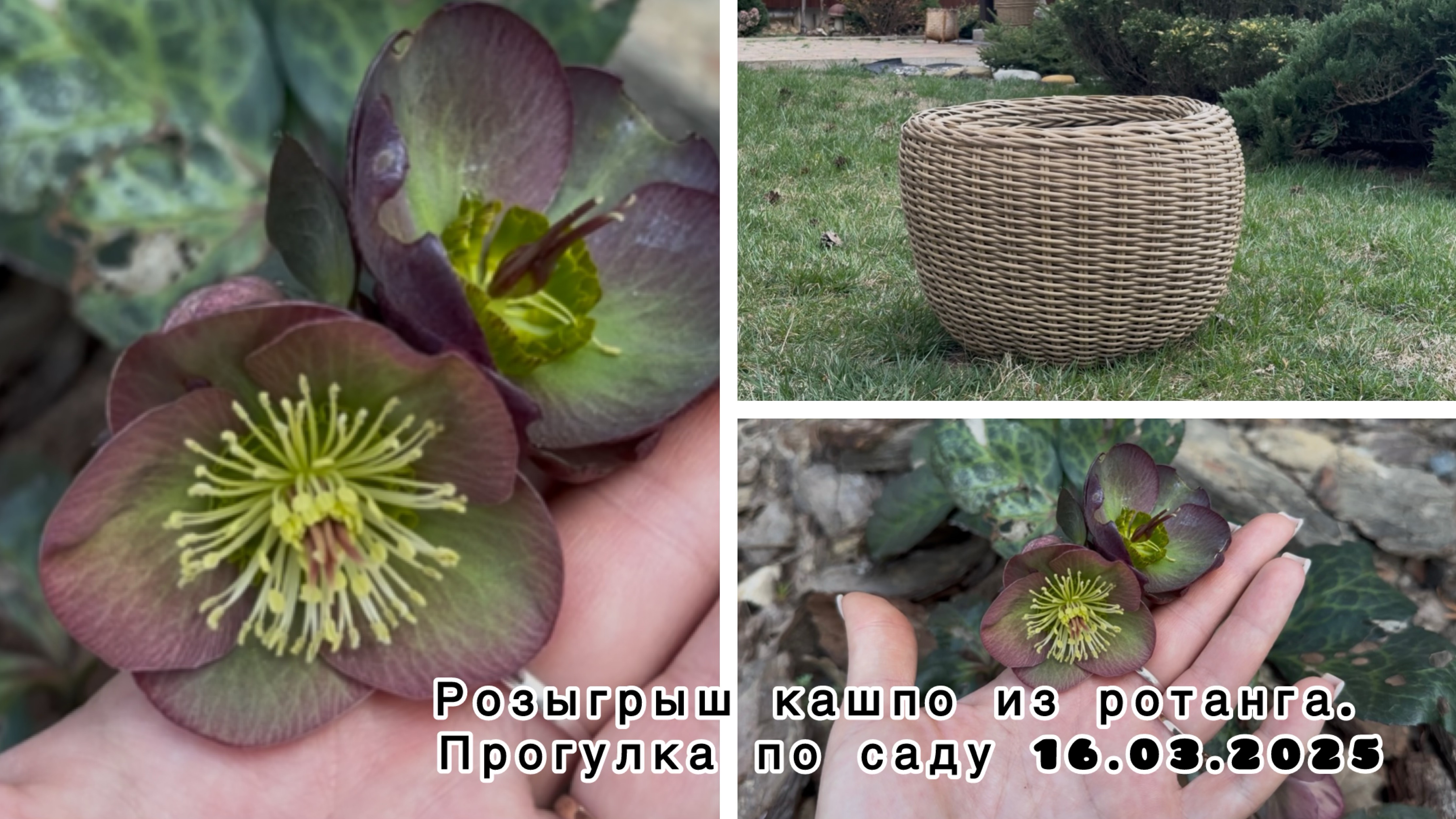 Розыгрыш кашпо из ротанга. Прогулка по саду 16.03.2025. смотреть онлайн
