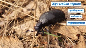 Жук майка чёрная ищет, придирчиво выбирает, и ест травинку. 16.03.25