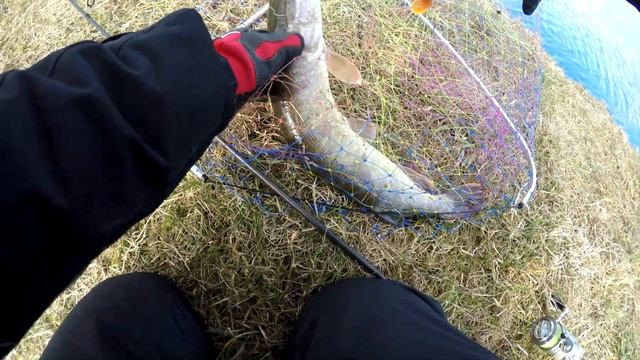 РЫБАЛКА в ГЖЕЛКА. Ловля форели и щуки смотреть онлайн