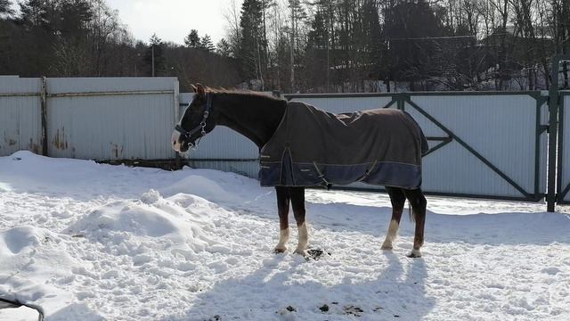 старый конь борозды не испортит. VID_20250317_145200.mp4