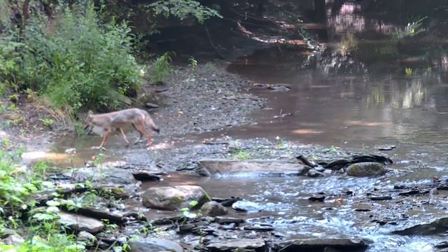 Coyote Takes A Drink - Eriegrove, Forestville, New York, USA