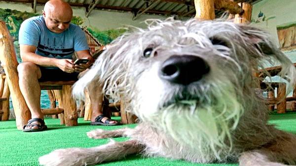 Отдых с собакой в Крыму