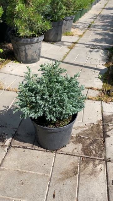 Кипарисовик горохоплодный "Бейби Блю" смотреть онлайн