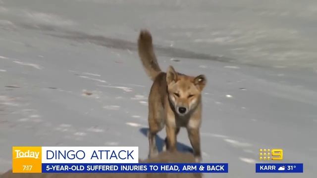 Young Boy Bitten In Dingo Attack At Queensland Campsite | 9 News Australia