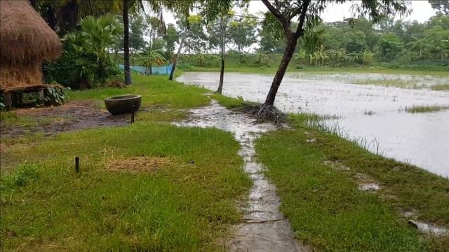 পাঁচ দিন টানা বৃষ্টি - Rain In 5 Days | Elish Agro смотреть онлайн