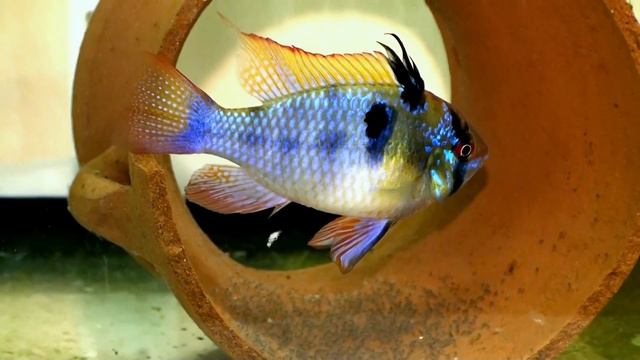 Ramirezi F1 with eggs смотреть онлайн
