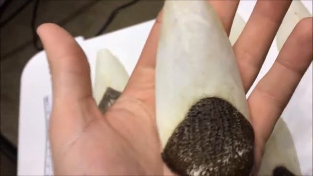 Arapaima Scales смотреть онлайн