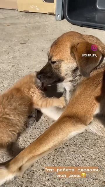 Подпишись🐈🐕 #кошки #ветеринар #питомцы #животные #собаки #котенок #питомец #кот #щенок #сухойкорм смотреть онлайн