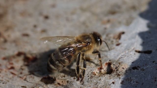 🟢 Honingbij - Apis mellifera смотреть онлайн
