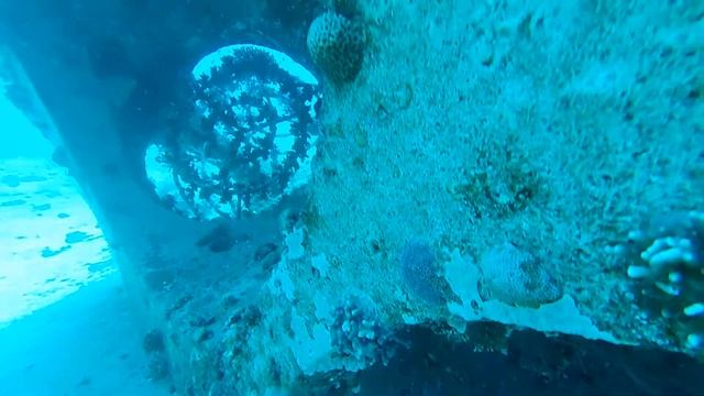 рыба камень под Шунит Тама