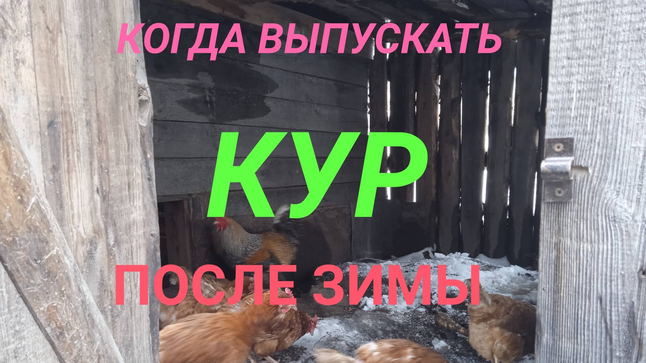Когда выпускать кур на улицу после зимы смотреть онлайн