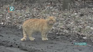 Новости Старого Оскола от 17 марта