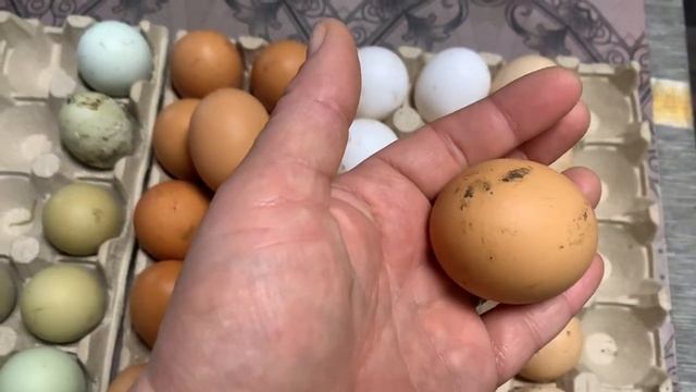 Сколько сегодня яиц🥚😊😊😊14 марта 2025 года смотреть онлайн