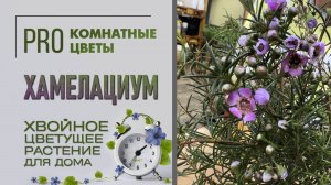 Хамелациум. Хвойное цветущее и очень необычное комнатное растение для дома. Уход, полив, пересадка.