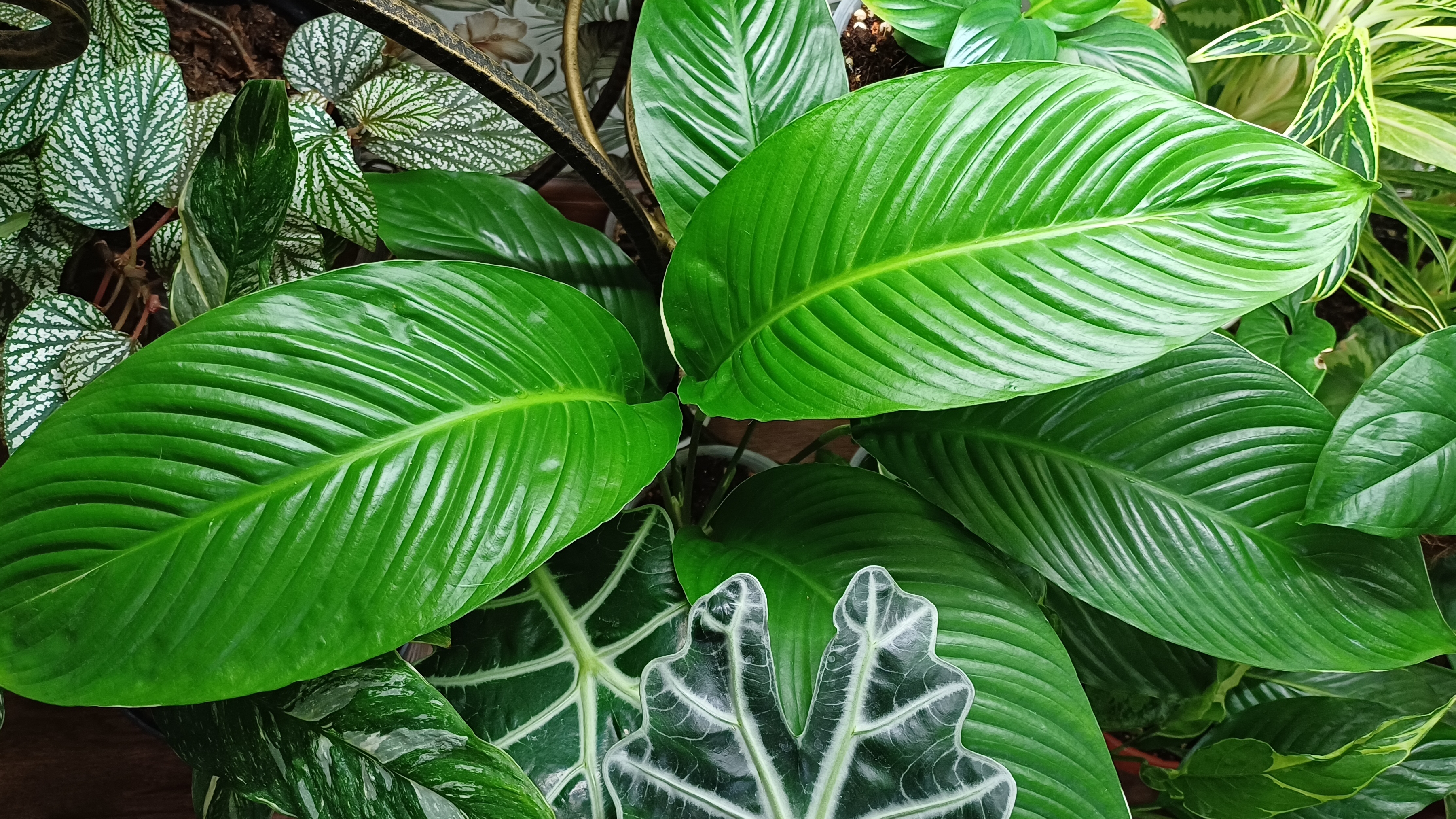 Весенний обзор моих комнатных растений☘️❤️🌿❤️🍀 Начало😉😁 смотреть онлайн