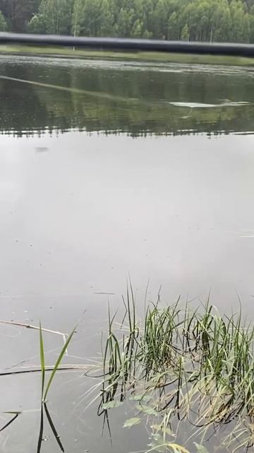 duck on pike with aliexpress 👍🏽|#share смотреть онлайн