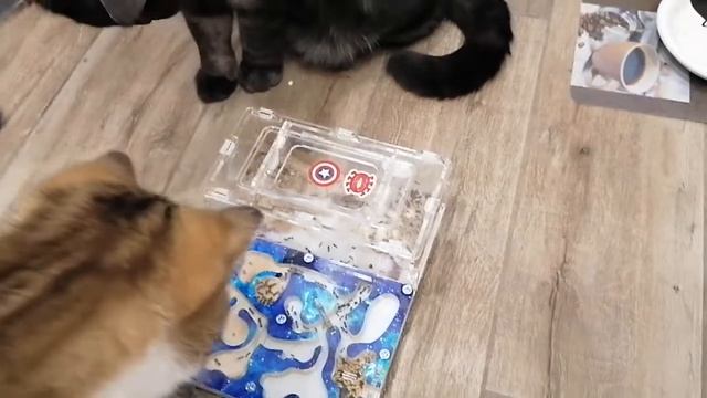 Кошки следят за муравьями в муравьиноц ферме 😎 смотреть онлайн