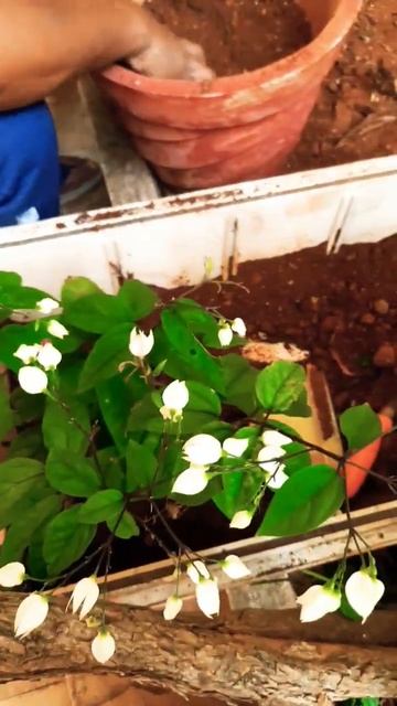 planting Bleeding heart смотреть онлайн