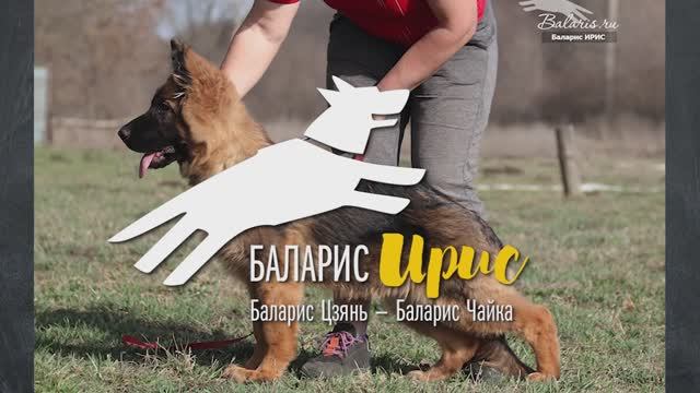 Баларис Ирис. Хендлинг начало.