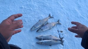 Бомбическая рыбалка на Байкале, огромные подходы омуля.