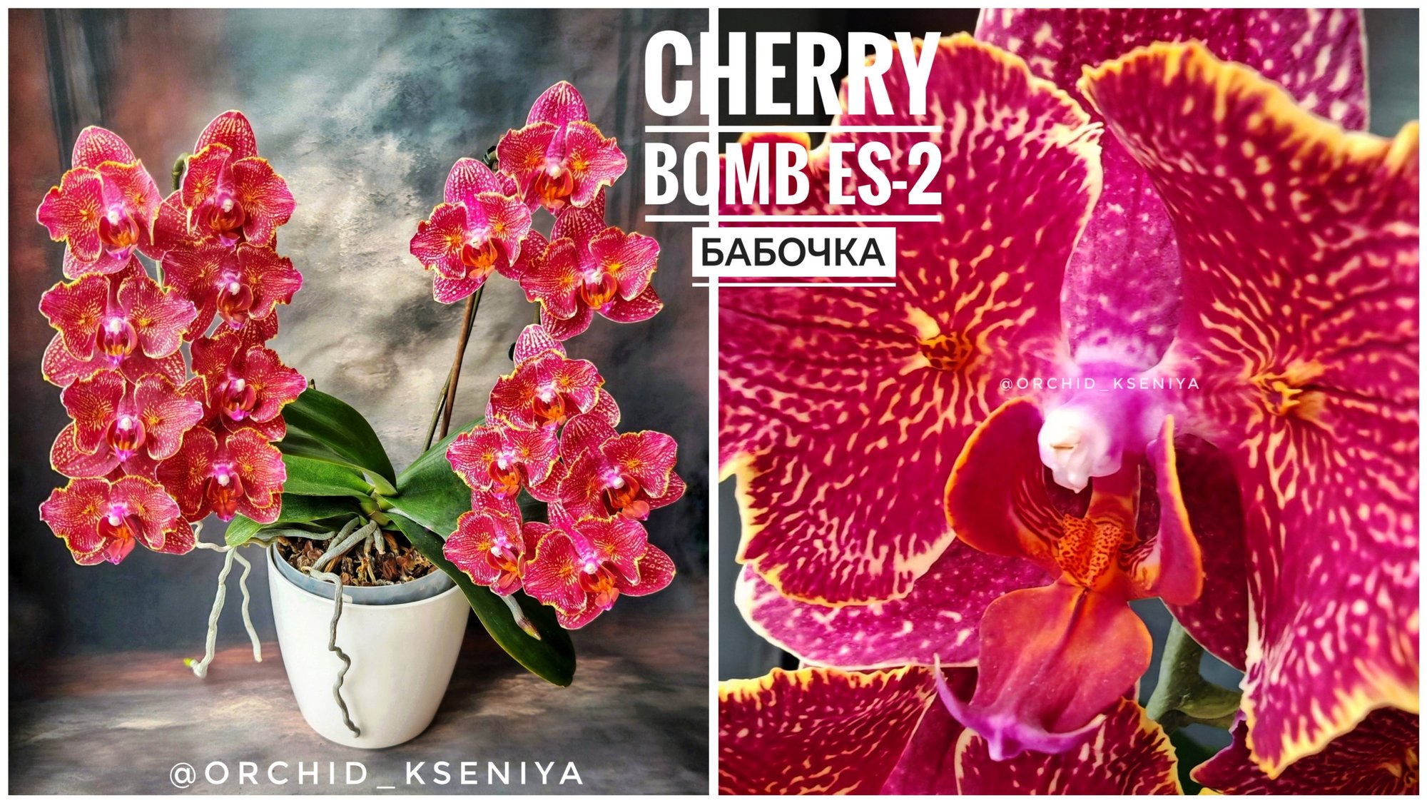 Phal. Cherry Bomb ES-2 🍒💣 Очередное цветение красной орхидеи бабочки Черри Бомб ЕС-2 ❤️🔥 Обзор смотреть онлайн