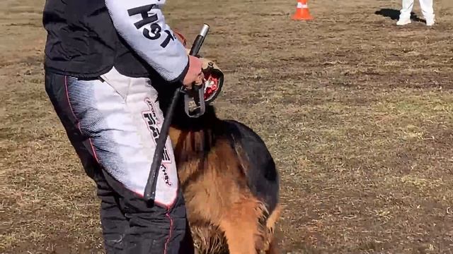 Проверка поведения РАБОЧИЙ КОБЕЛИ ДШ 2 / КЧК БРОННИЦЫ 16 марта`25 P.Firic Моно немецких овчарок