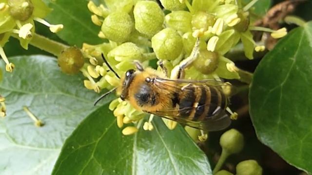 Colletes Hederae On A Blustery Day