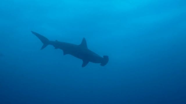 Shark Bay at Wolf Island, Galapagos смотреть онлайн