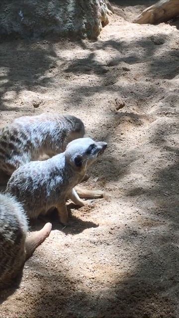 Meerkat in Zoo Suricata смотреть онлайн