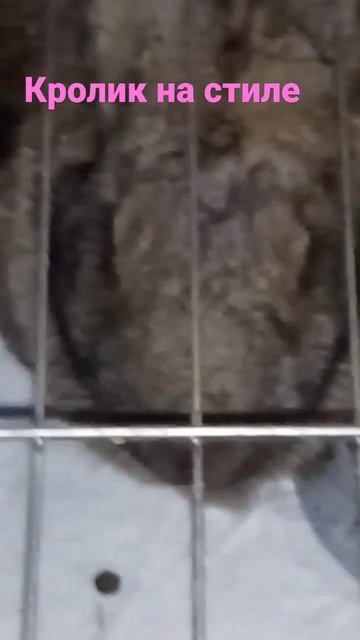 кролик на стиле 🤣🤣🤣🤣🤣🤣🤣🤣🤣🤣🤣🤣🤣🤣🤣🤣🤣🤣🤣🤣🤣🤣🤣🤣🤣🤣🤣🤣🤣 смотреть онлайн