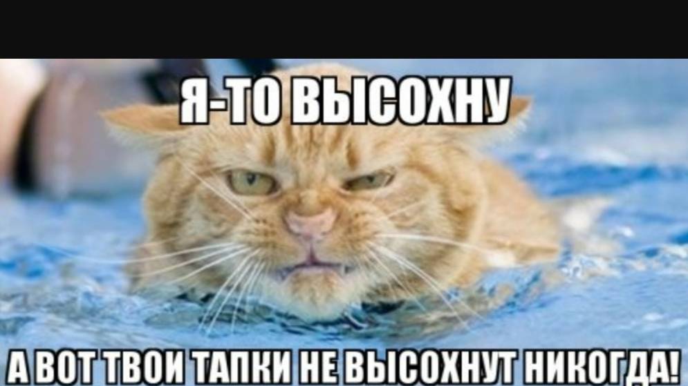ПРИКОЛЫ С ЖИВОТНЫМИ ДО СЛЕЗ / Смешные КОТЫ / Приколы с КОТАМИ смотреть онлайн