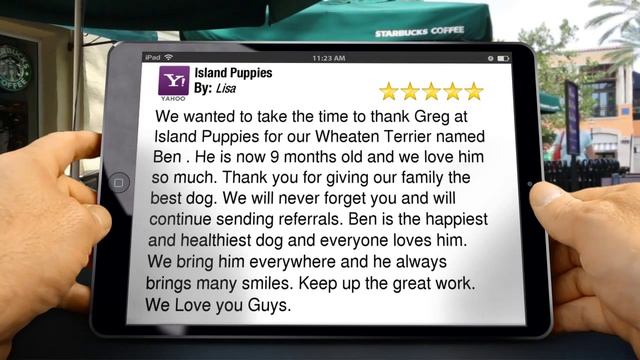 Island Puppies Melville NY Wonderful 5 Star Review by Lisa смотреть онлайн