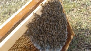 Гибель пчел с голоду