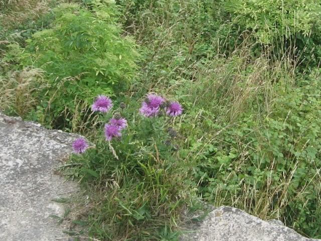 Босоногая мелодия