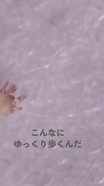 【閲覧注意】顕微鏡でダニが動いてるところを見てみたら... #shorts смотреть онлайн