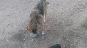 VID_20250311_172556-3