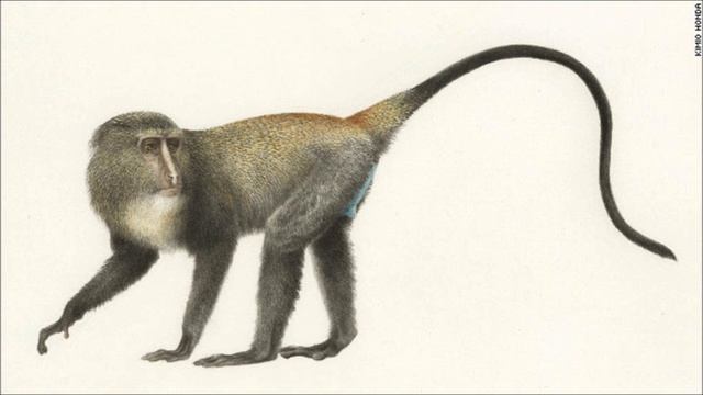 Lesula - La nueva especie de primate смотреть онлайн