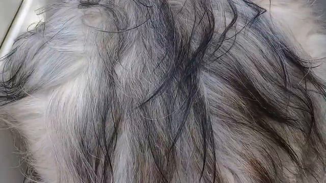 Пёс Тотоша в тени каштана отдыхает смотреть онлайн