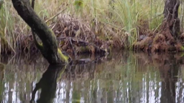 Mink (Neogale vison), 2015 смотреть онлайн