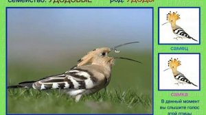 Удоды. Голоса птиц России